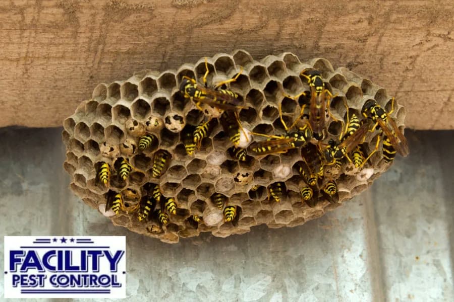 Wasps