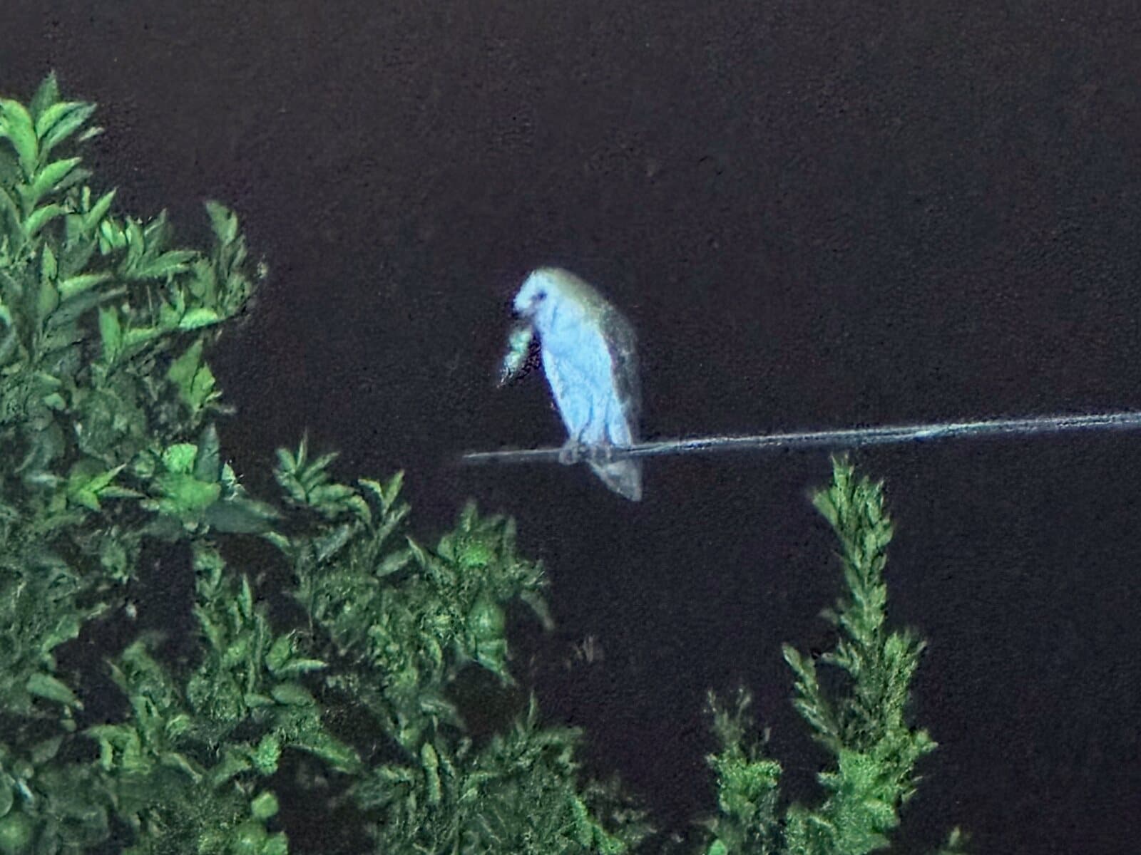 A barn owl perched on a wire above the treetops at night with a fresh catch, photographed by Sam Karbelnig's daughter