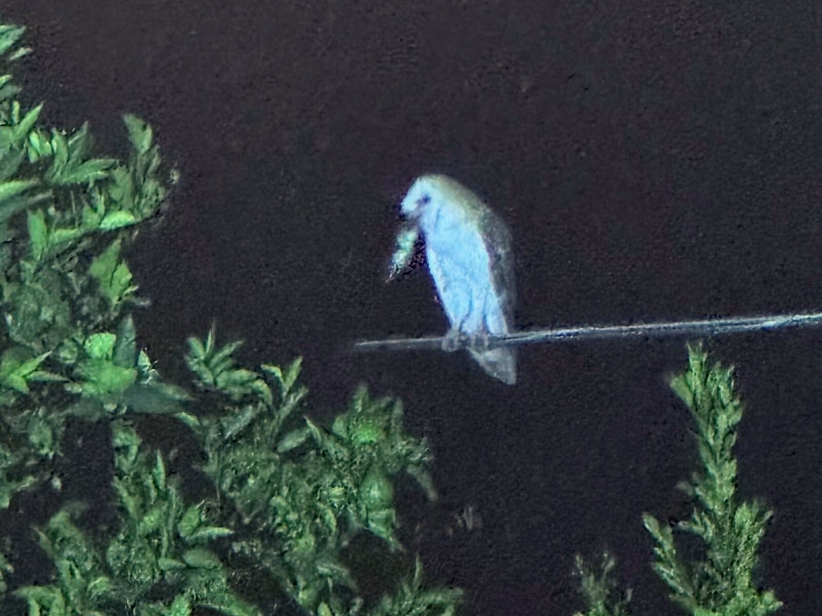 A barn owl on a wire at night with a fresh catch in its beak, photographed by Sam Karbelnig's daughter