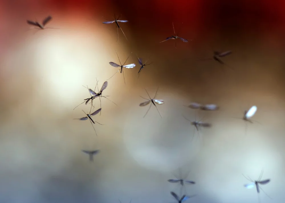mosquito bite relief