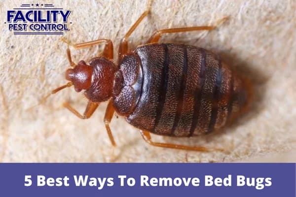 5 best ways to remove bed bugs