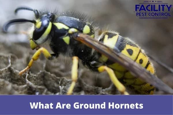 what are ground hornets