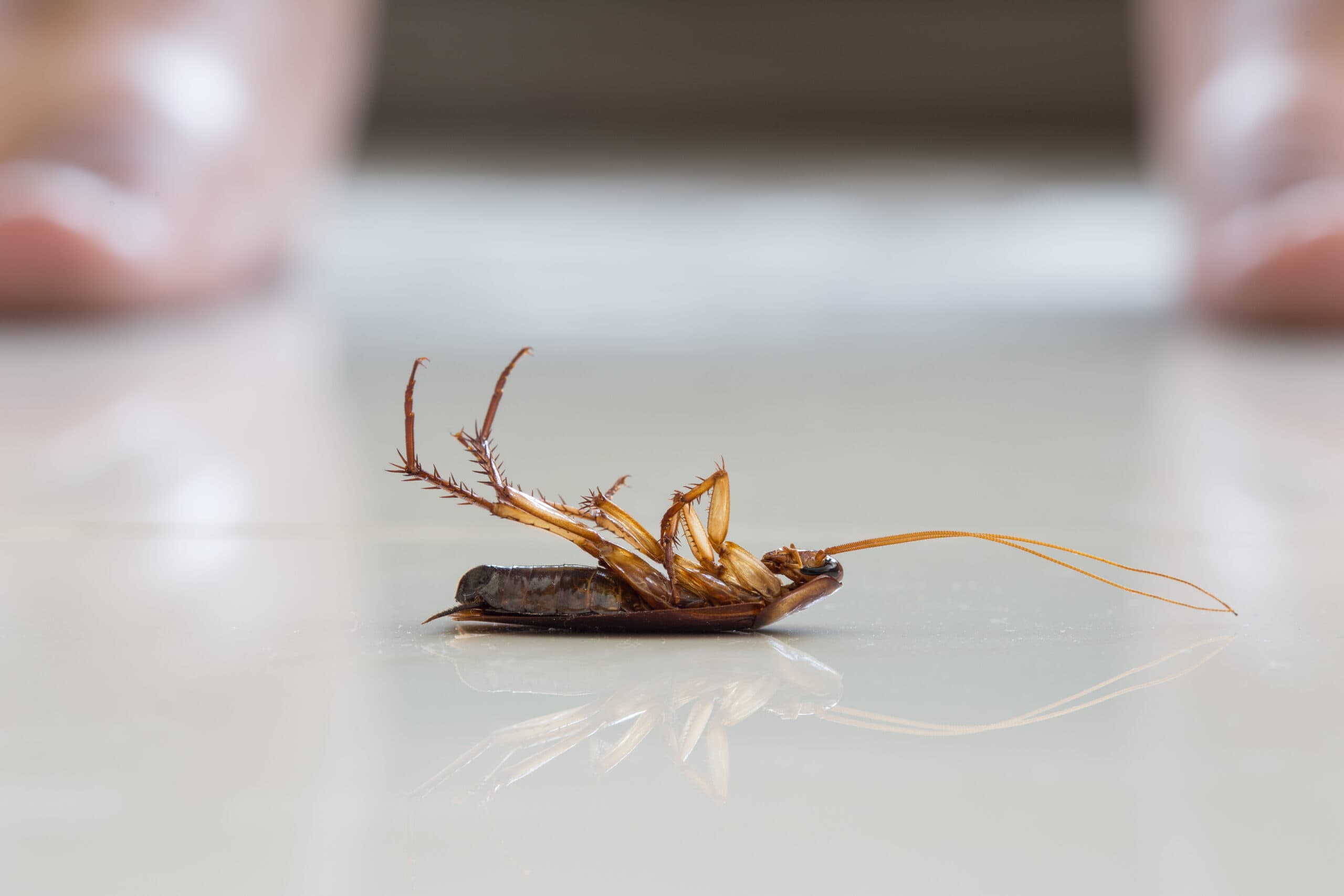 Professional Roach Control