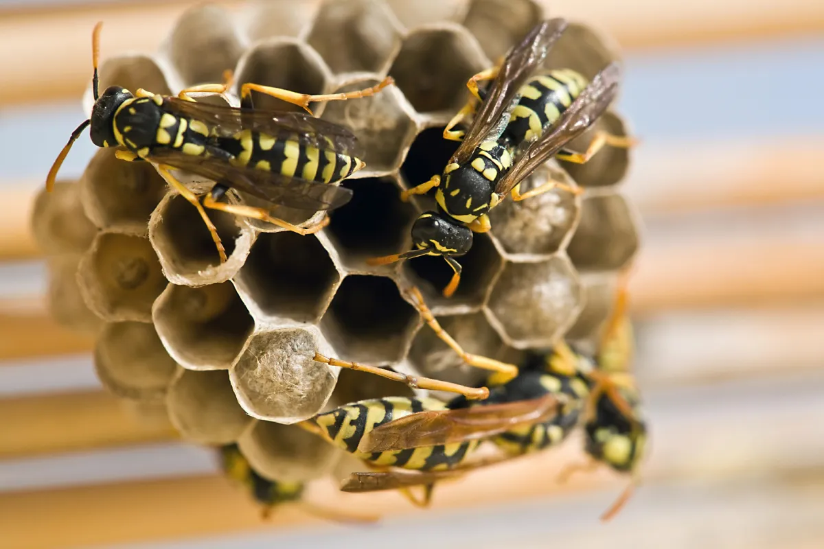 wasp on the nest
