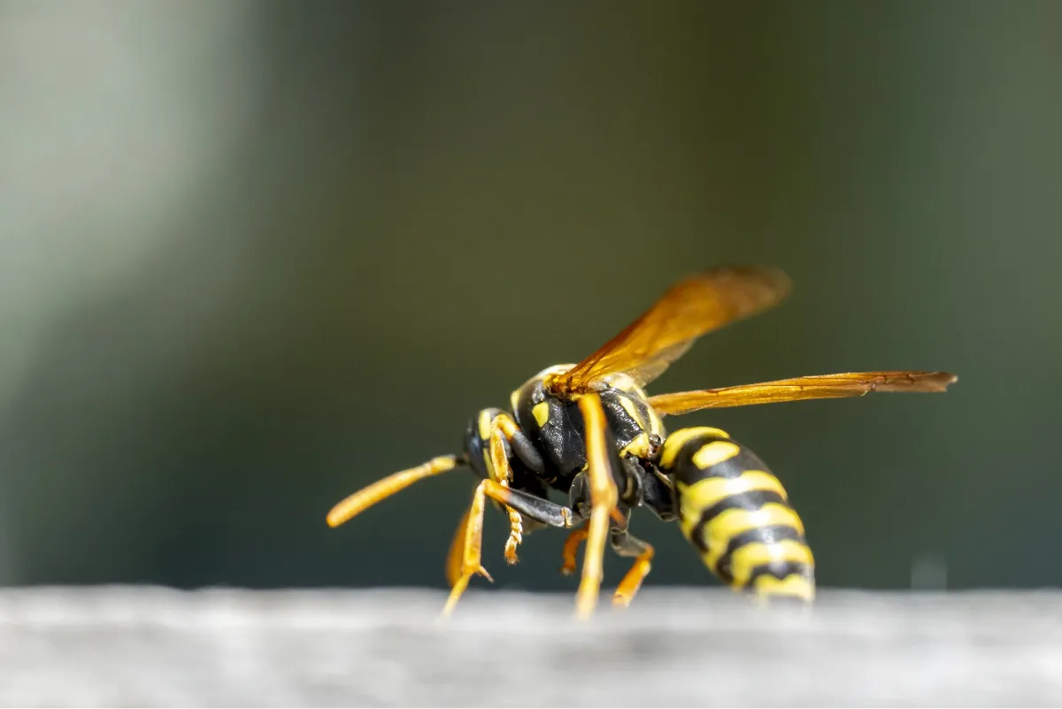 wasp