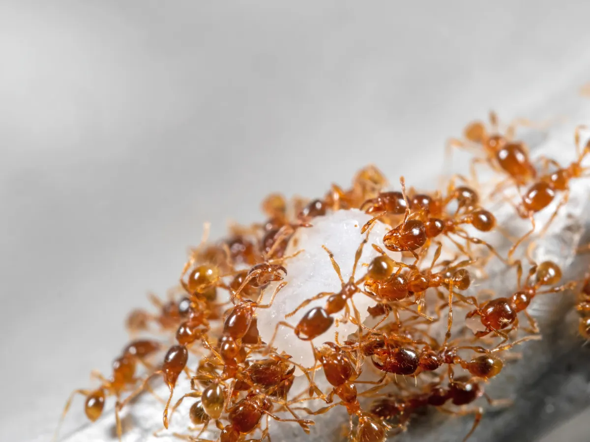 fire ants