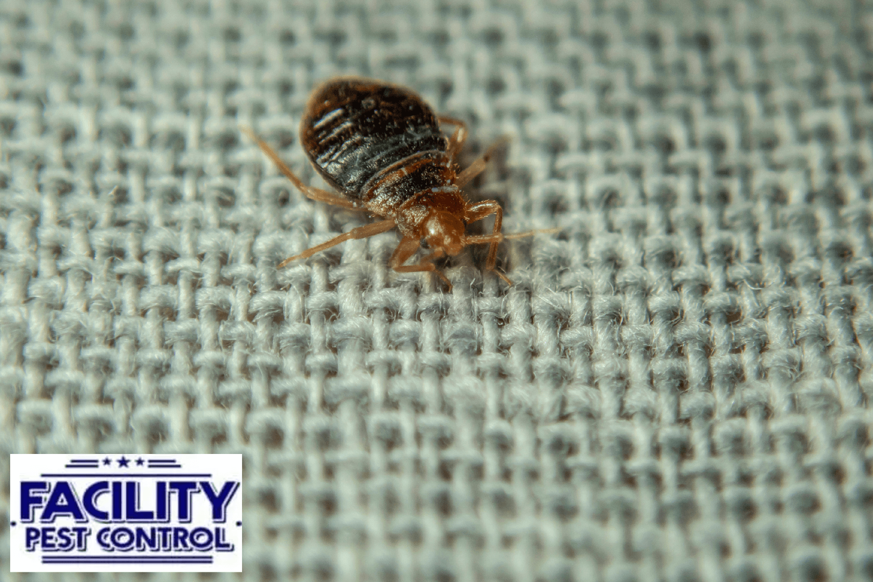 bed bug