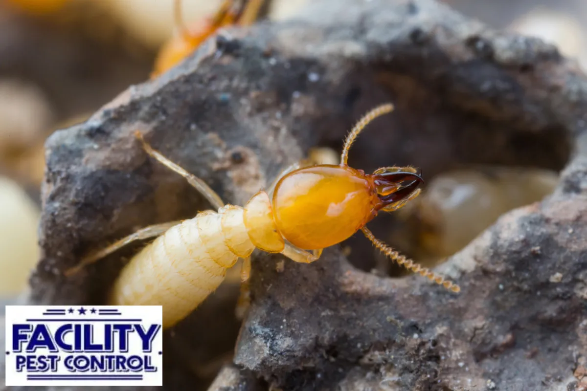 termite