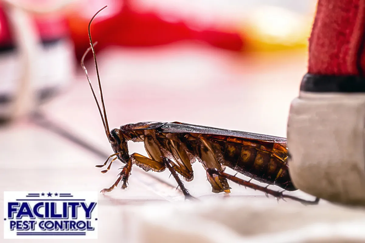 cockroach on the floor