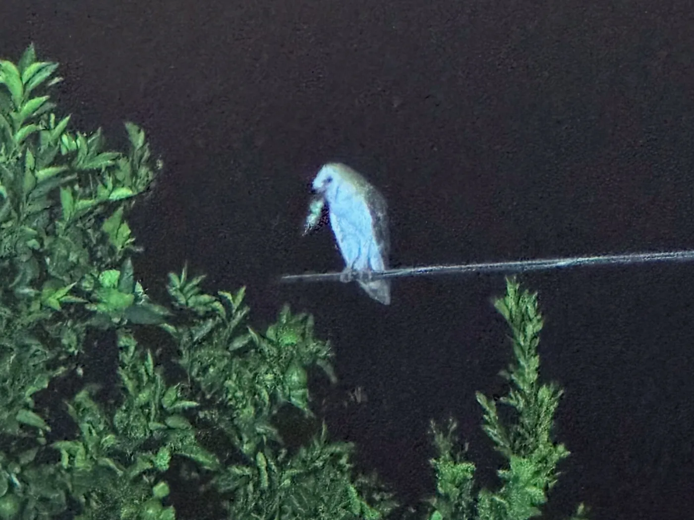A barn owl perched on a wire above the treetops at night with a fresh catch
