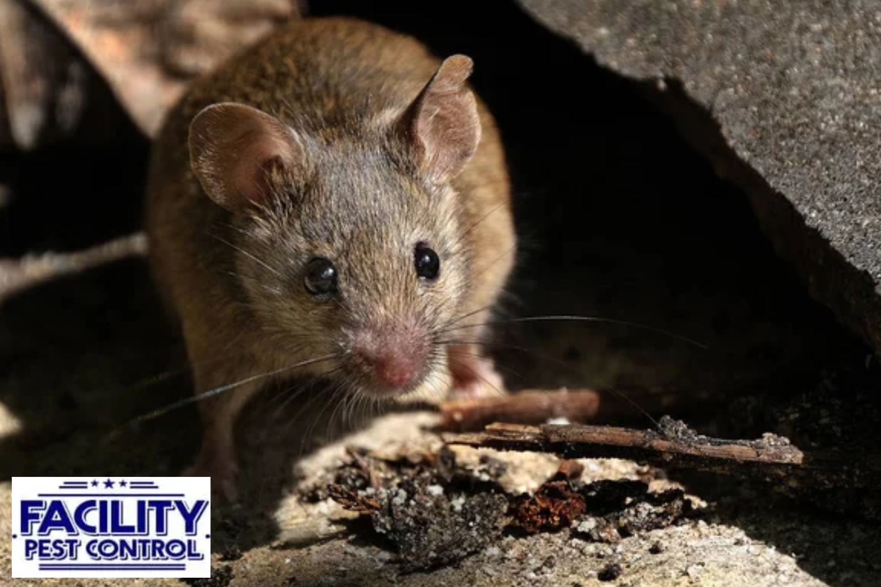 rat