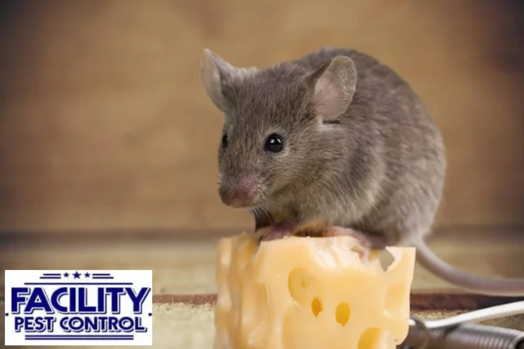 mouse