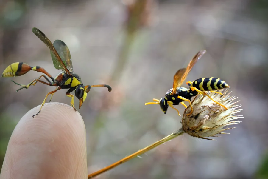 beehive vs wasp nest 3
