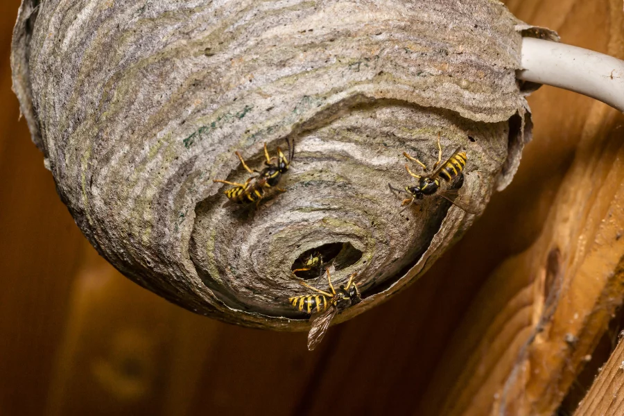 wasp nests 1