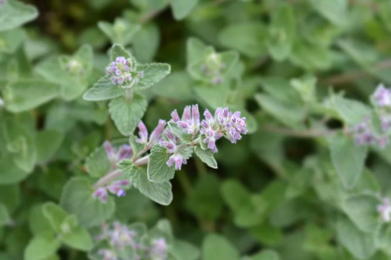 mosquito repellent plants 1 768x512