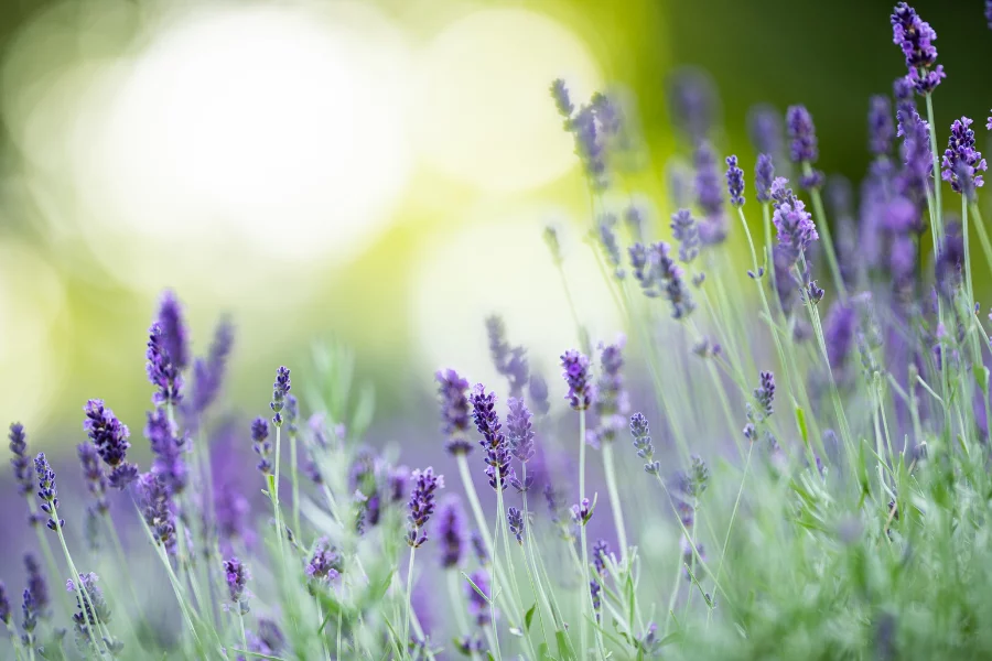 mosquito repellent plants (1)