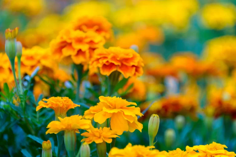 mosquito repellent plants 2 768x512