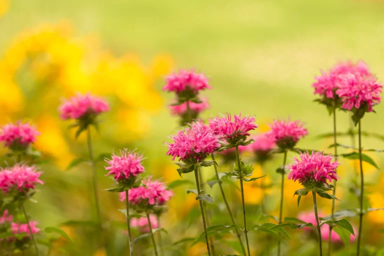 mosquito repellent plants 3 768x512