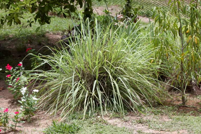 mosquito repellent plants 4 768x512