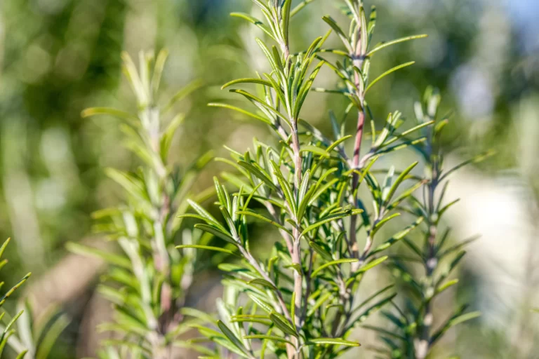 mosquito repellent plants 5 768x512