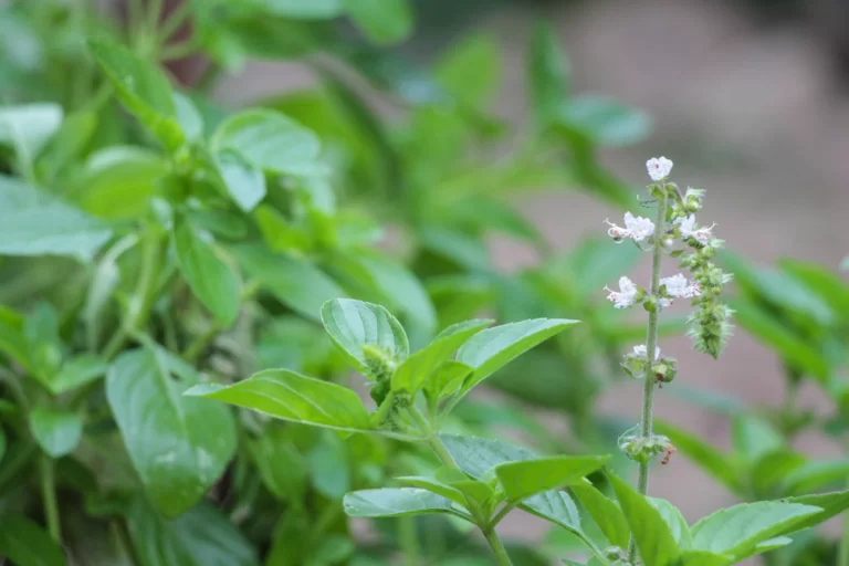 mosquito repellent plants 6 768x512