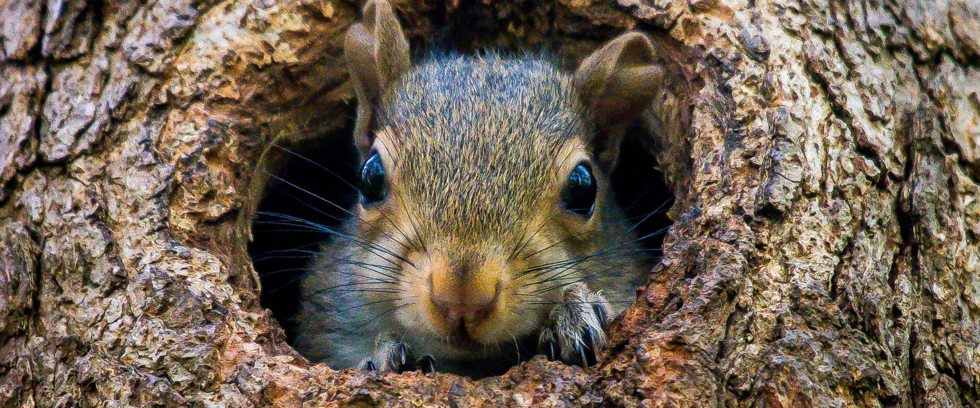 squirrel removal