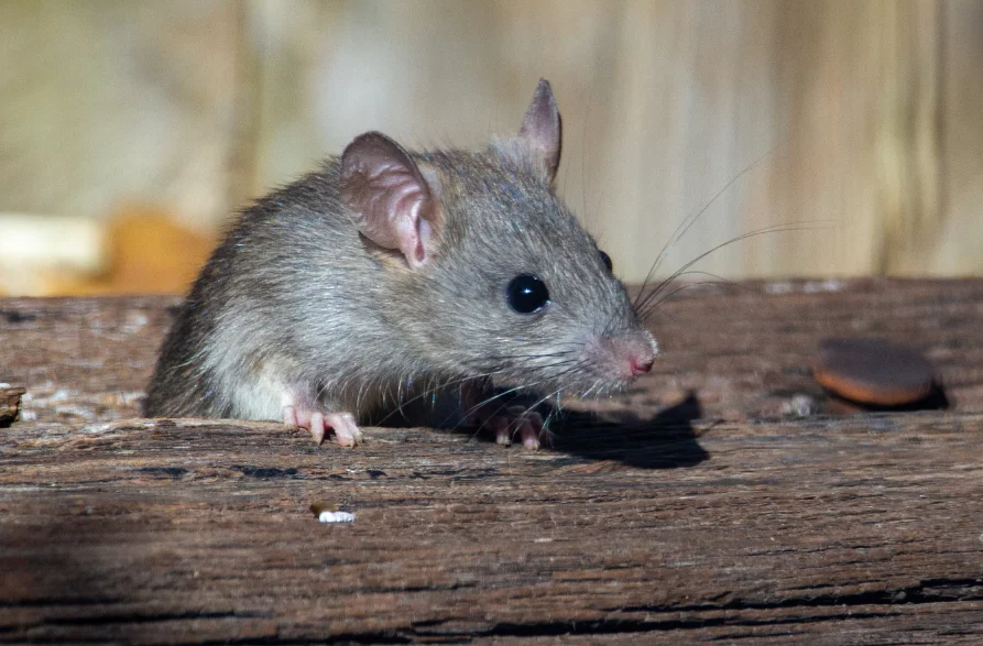 how to get rid of rats outside