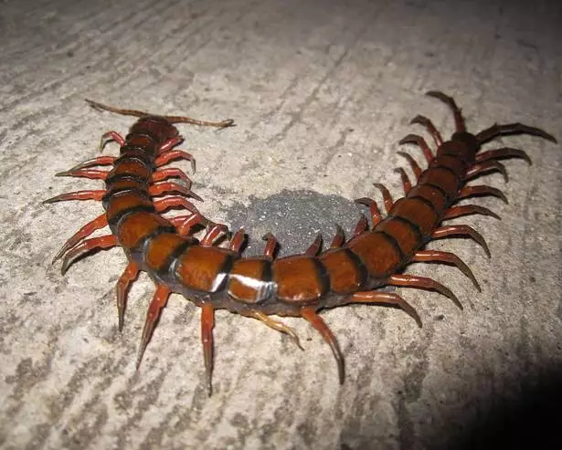 amazonian giant centipede