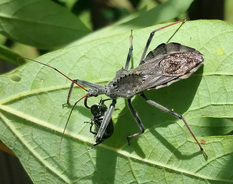 assassin bug 768x605