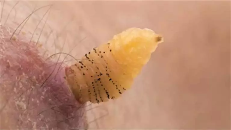bot fly 768x432