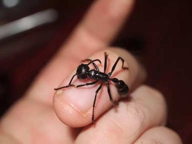 bullet ants 768x576