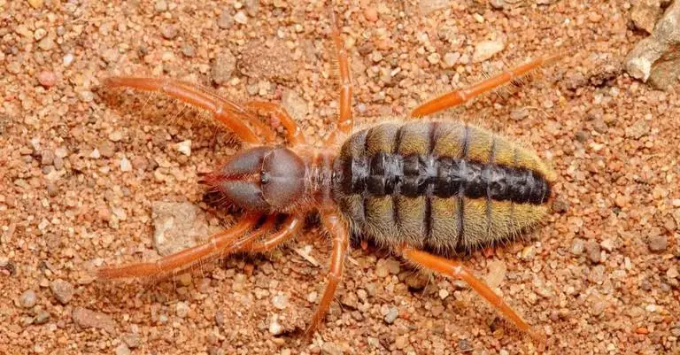 camel spider 768x401