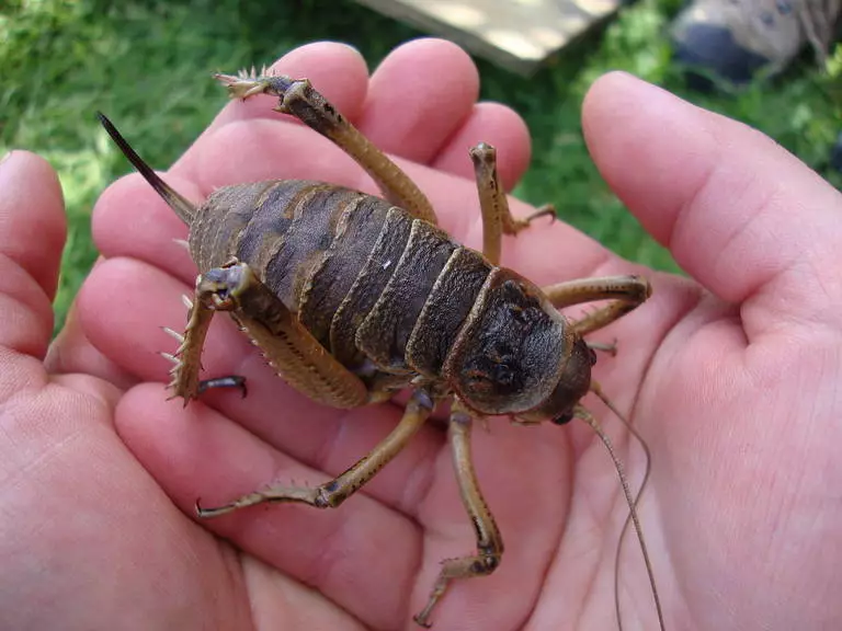 giant weta 768x576