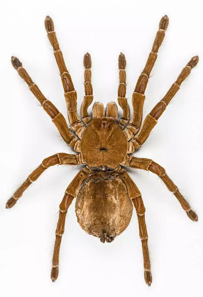 goliath birdeater 701x1024