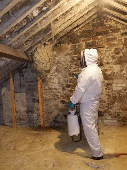 process for removing wasps