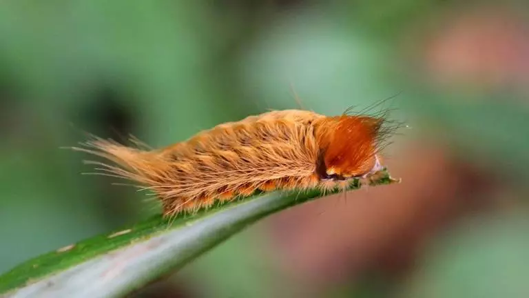 puss caterpillar 768x432