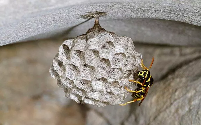 risks of having wasps around