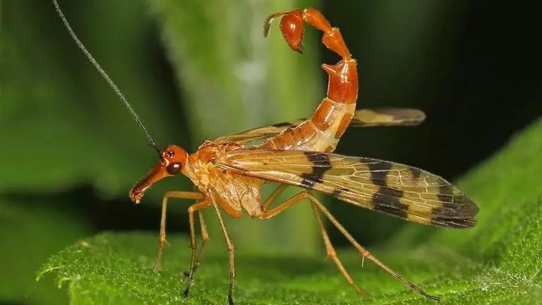 scorpion fly 768x432