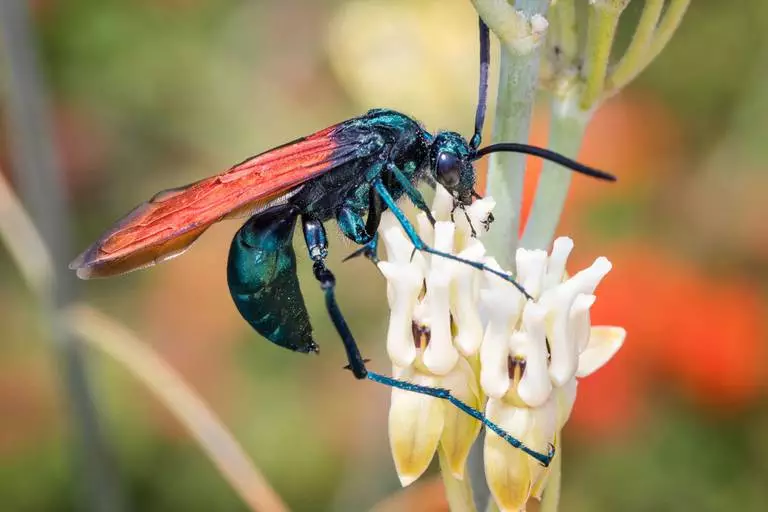 tarantula hawk 768x512