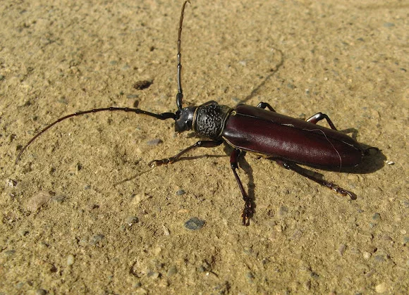 titan beetle