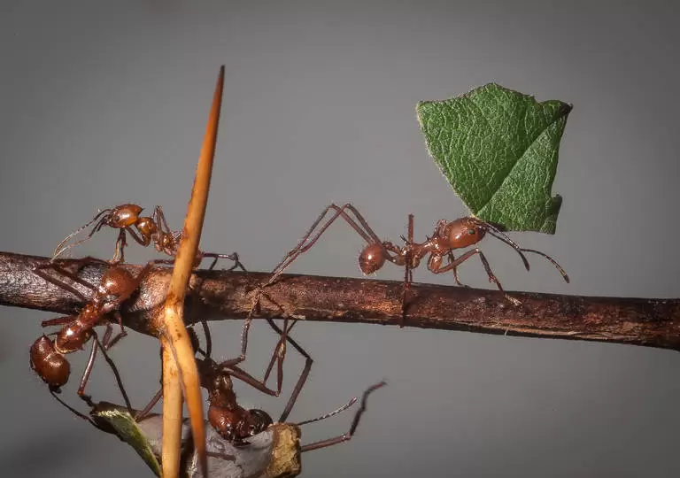 ants 768x540