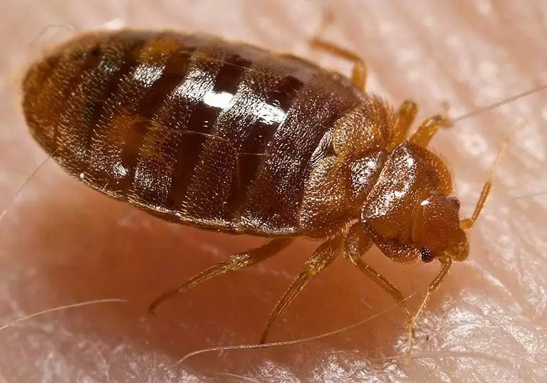 bed bugs 768x538