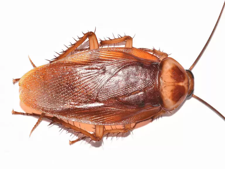 cockroaches 768x576