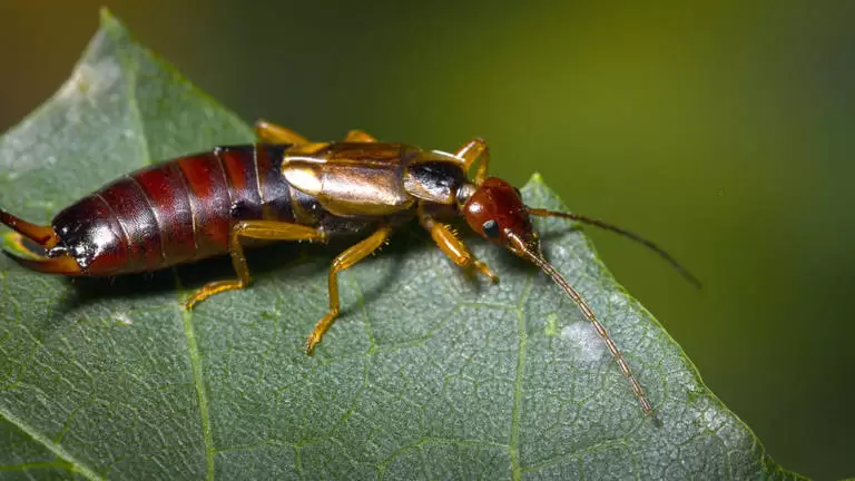 earwigs 768x432