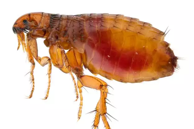 fleas