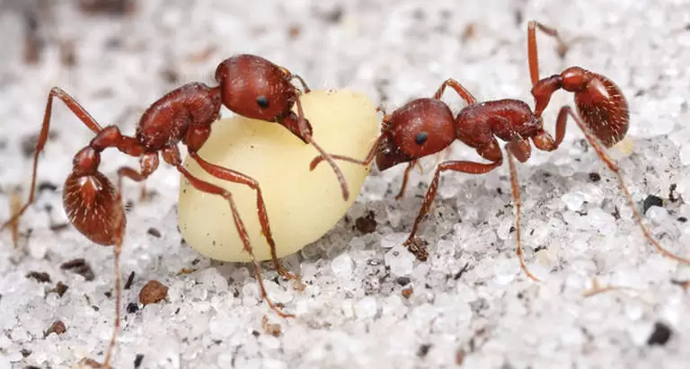 harvester ants 768x411
