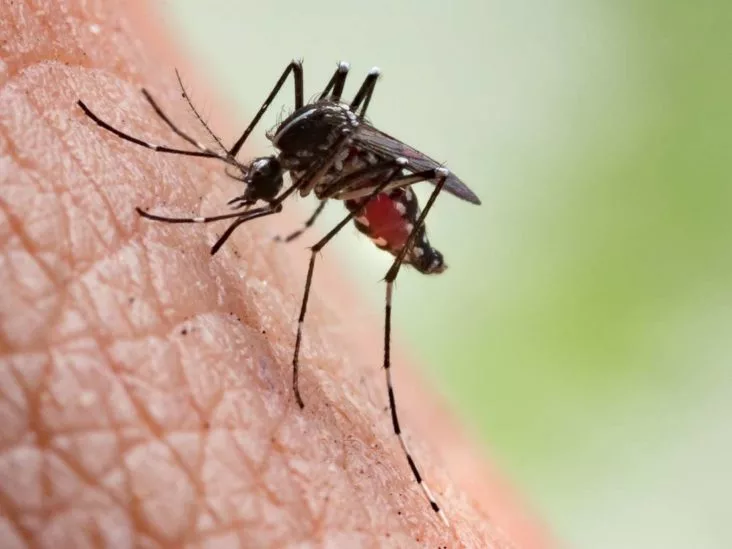 mosquitoes
