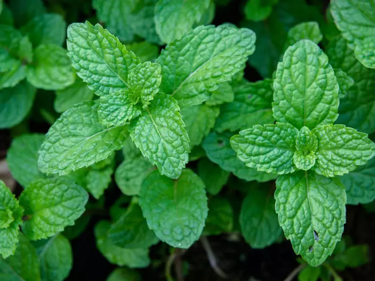 peppermint 768x576