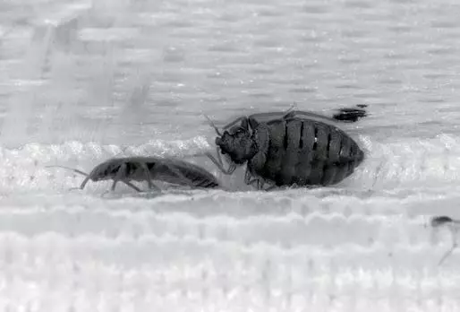 poultry bugs (1)