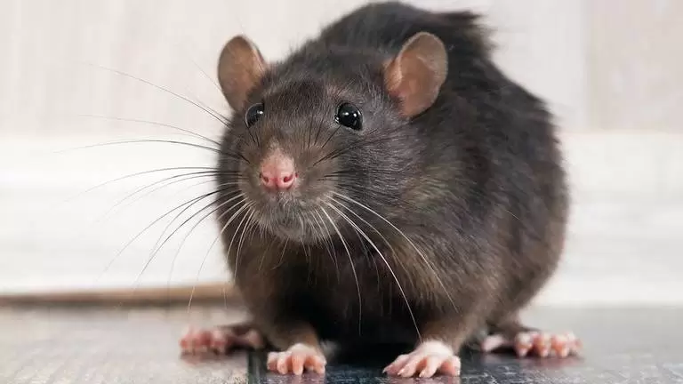 rats 768x432